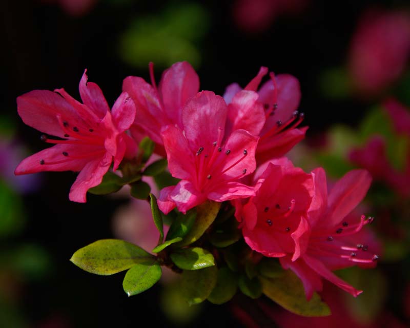 Rhododendron Azalea Kurume hybrid 'Kasana Kagaribi' Small evergreen shrub with bright pink flowers