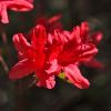 Rhododendron Azalea Kurume hybrid 'Orange Beauty'