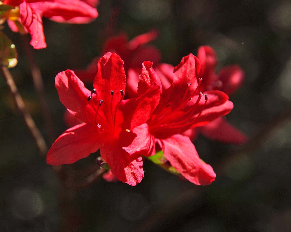 Rhododendron Azalea Kurume hybrid 'Orange Beauty'