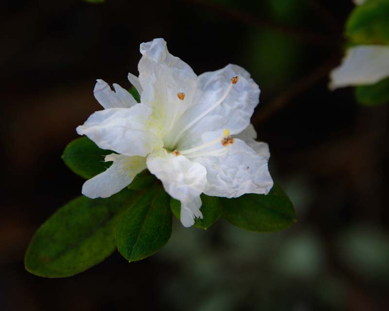 Rhododendron Azalea Kurume hybrid 'Snowflake'