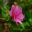 Rhododendron Azalea Kurume Hybrid - 'Kirin'     Small evergreen shrub with pink flowers