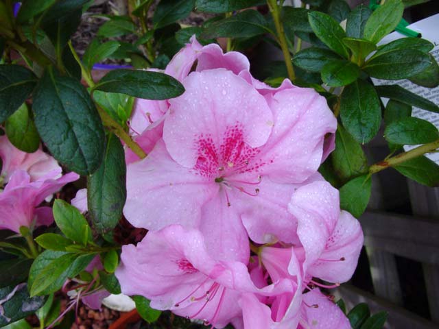 Azalea indica 'Dream Pink' Medium sized shrub with pink funnel shaped flowers with a deep pink flare.  Suitable for light shade and full sun.