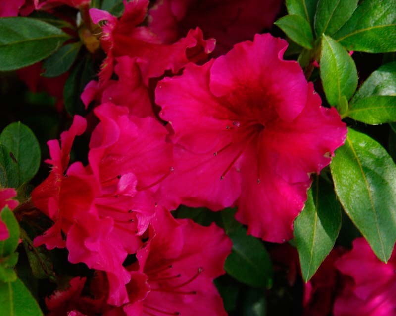 Azalea indic 'Red Wing' - The flowers are cherry red with ruffled edges and extremely prolific. 1m x 1m will take full sun or semi shade difficult to kill