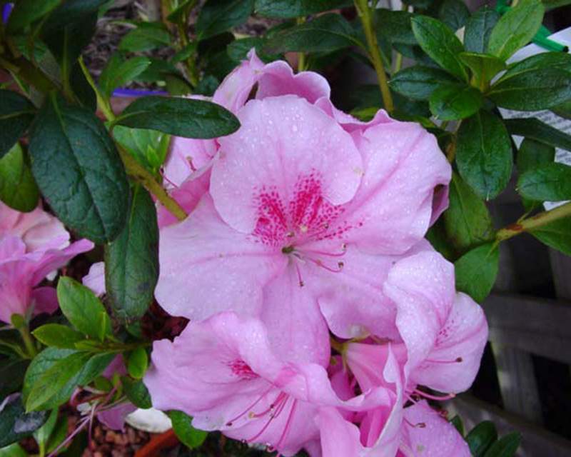 Azalea Indica hybrid 'Dream Pink' Medium sized shrub with pink funnel shaped flowers with a deep pink flare.  Suitable for light shade and full sun.