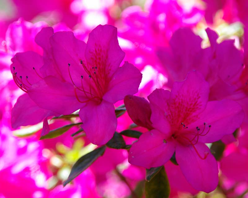 Rhododendron Azalea Indica hybrid 'Magnifica'