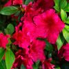 Azalea Indica hybrid 'Red Wing' - The flowers are cherry red with ruffled edges and extremely prolific. 1m x 1m will take full sun or semi shade difficult to kill