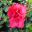Azalea indica 'Goyet' - Medium sized shrub to 1.8m. Has wonderful deep red flowers in late winter, early spring