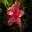 Rhododendron Indica hybrids 'Splendens'