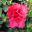 Azalea Indica hybrid 'Goyet' - Medium sized shrub to 1.8m. Has wonderful deep red flowers in late winter, early spring