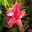 Rhododendron Indica hybrid 'Splendens'