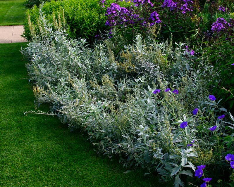 Artemisia- ludoviciana Valerie Finnis