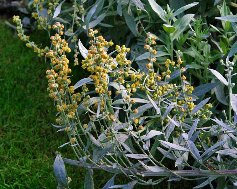 Artemisia ludoviciana Valerie Finnis in flower