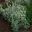 Artemisia ludoviciana Silver Queen