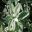 Artemisia ludoviciana Valerie Finnis foliage