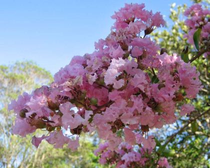 Lagerstroemia Yuma - pale pink flowered Crepe Myrtle