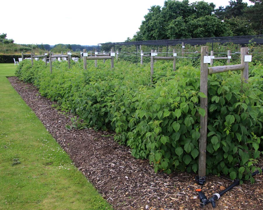 Raspberries growing along lines of canes - Rubus ideaus