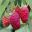 Rubus idaeus - Rasberry