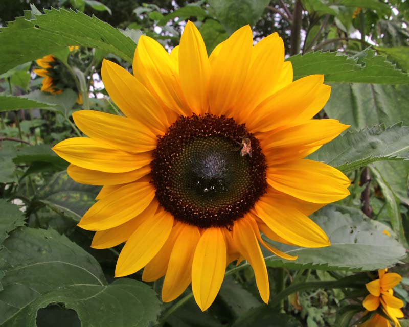 Helianthus annus, Sunflower. They make great cut flowers.