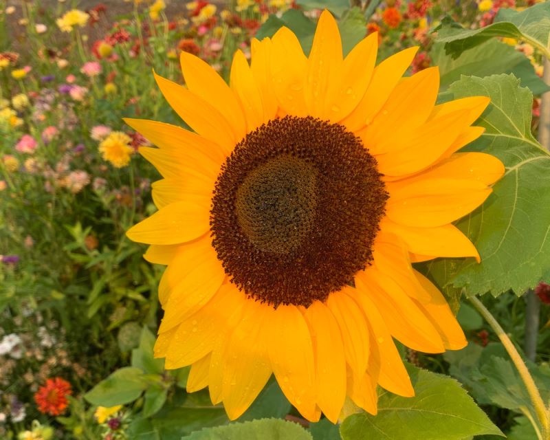 Helianthus annus, Sunflower
