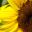 Helianthus annus, Sunflower