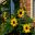 Helianthus annus - Sunflower - Dwarf multi-flowered variety - grown from Yates seeds