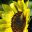 Helianthus annus, sunflower