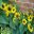 Dwarf Sunflowers with mutiple heads - Yates seeds - Sunflower Dwarf Sensation