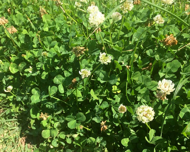 Trifolium repens - white clover - common weed found along roads and paths
