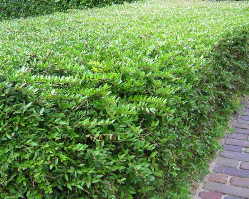 Ligustrum vulgare or Privet makes a great hedge