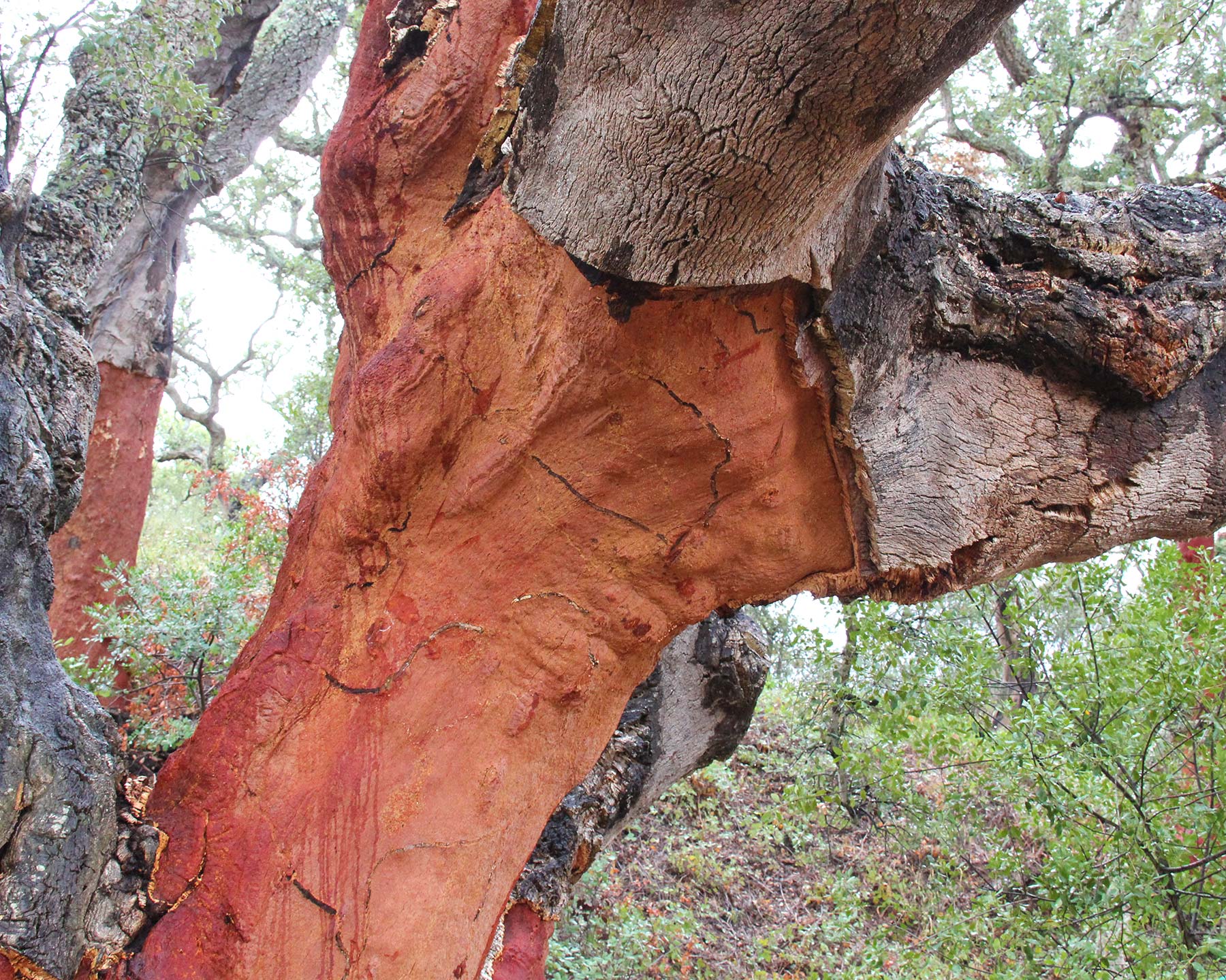 Quercus suber - the Cork Oak