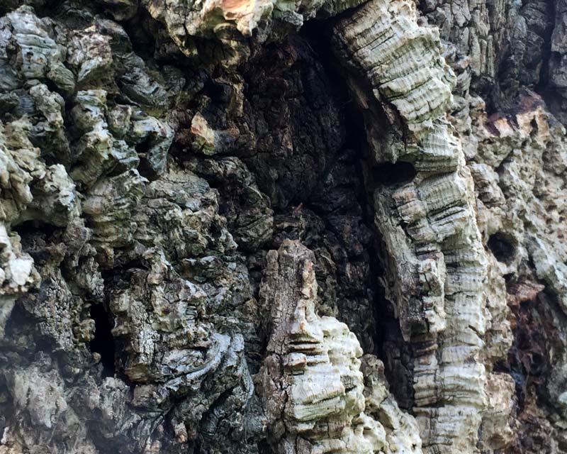 Close up of the corky bark of Quercus suber