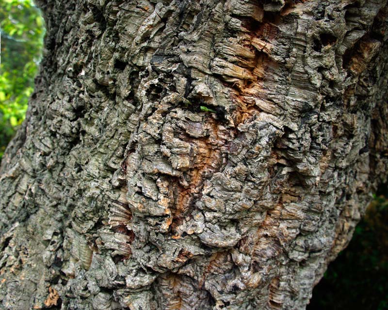 The thick spongy bark of the Cork Oak - Quercus suber