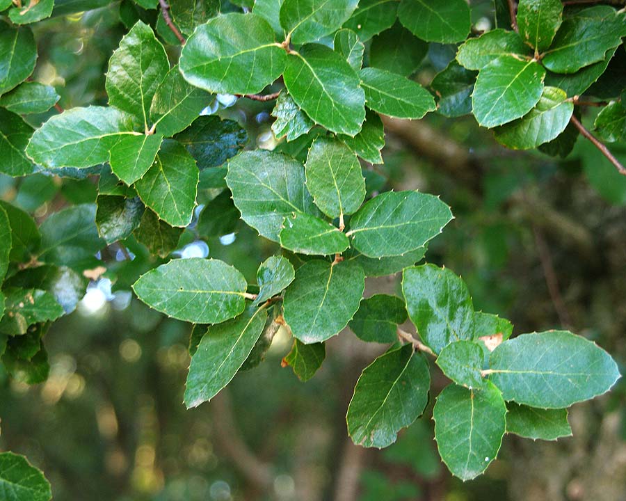 Foliage of Quercus suber, the Cork Oak