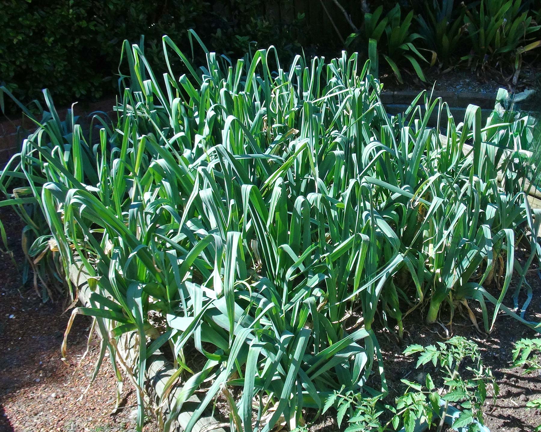 A healthy bed of Leeks.