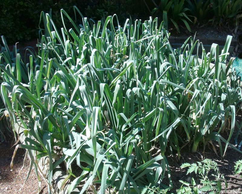 A healthy bed of Leeks - maybe planted just a tad further apart would have been better - but still a source of plenty of good meals.