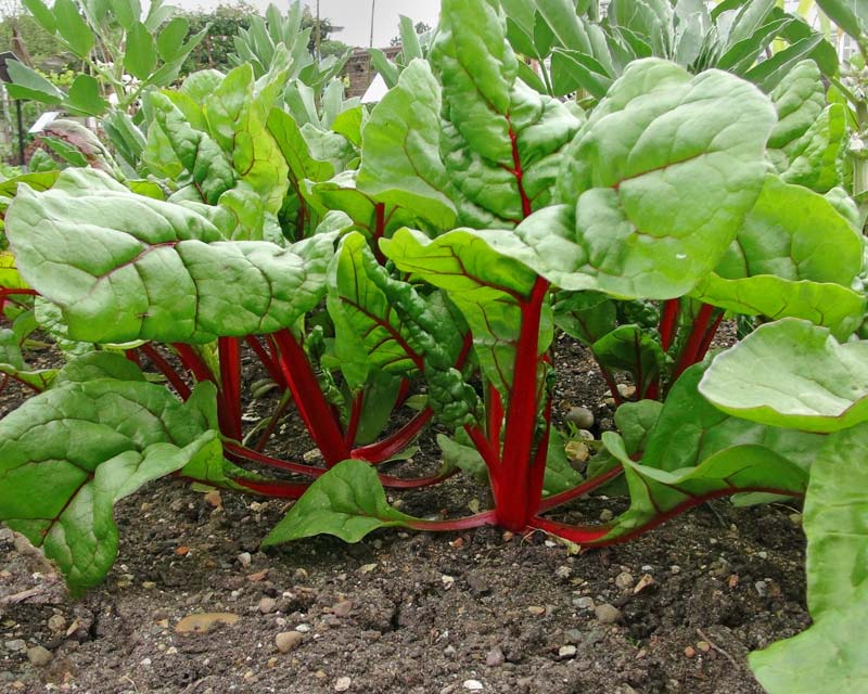 Beta vulgaris.  The bright red stalks of Red Chard add colour to your vegetable patch. The stalks and leaves are both delicious.