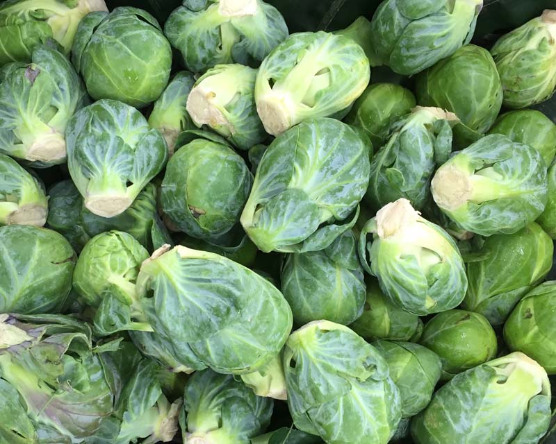 Brassica oleracea Gemmifera - the common Brussel Sprout, great source of vitamins and roughage