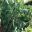 Brassica oleracea Gemmifera - brussel sprouts