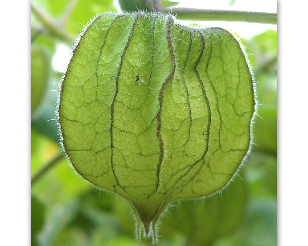 Physalis peruviana - Cape Gooseberry