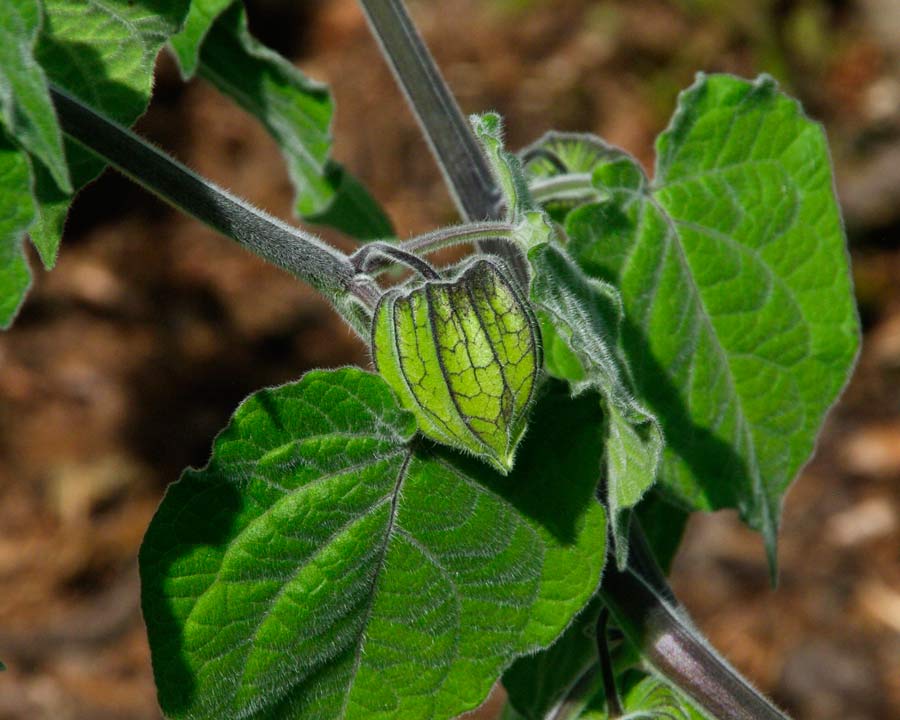 Physalis peruviana - Cape Gooseberry - green lantern like calyces become brown and papery as the fruit matures within.