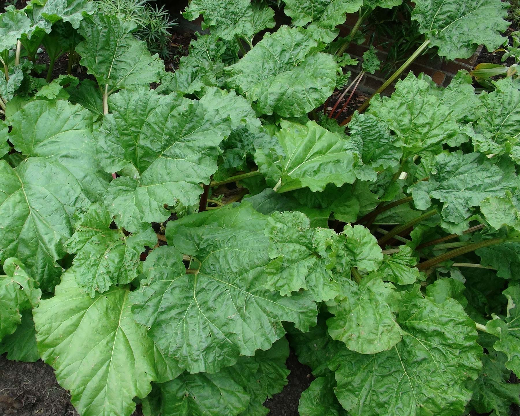 Rhubarb - it has long stalks and large leaves so allow lots of room