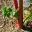 Rhubarb - Rheum x cultorum - new leaf unfurls at base of tall red stems