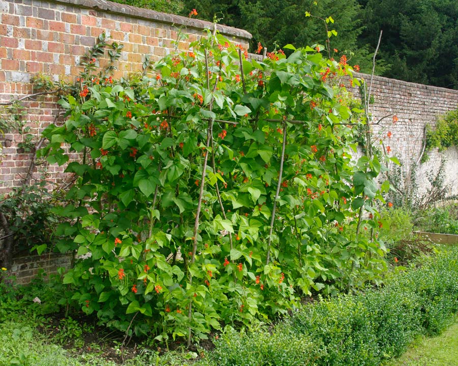 Phaseolus coccineus, the British Runner Bean, seen here in Chawton House walled kitchen garden