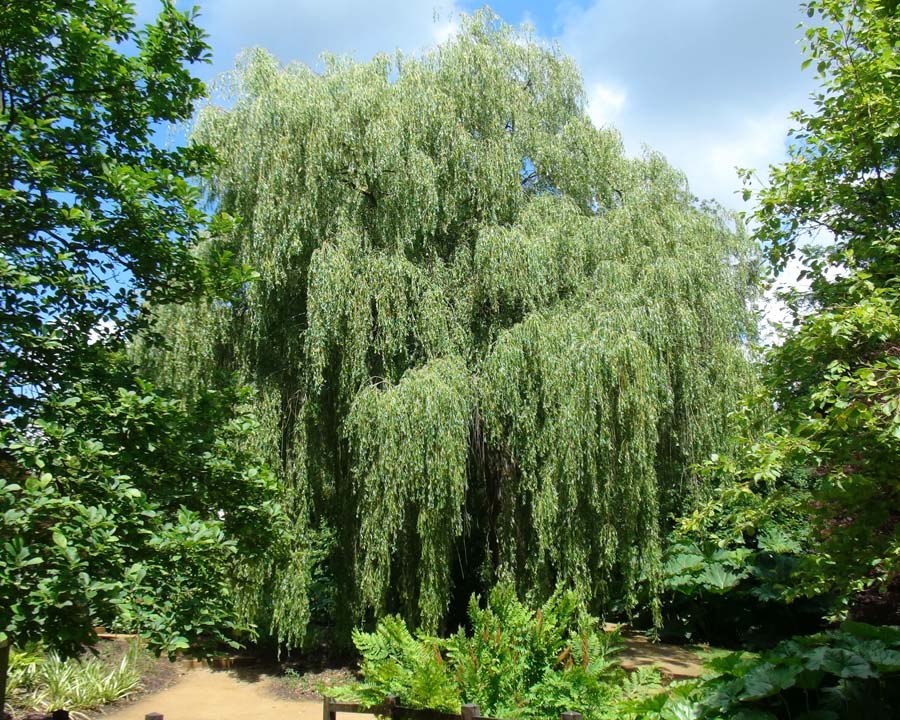 Salix babylonica, The Weeping Willow