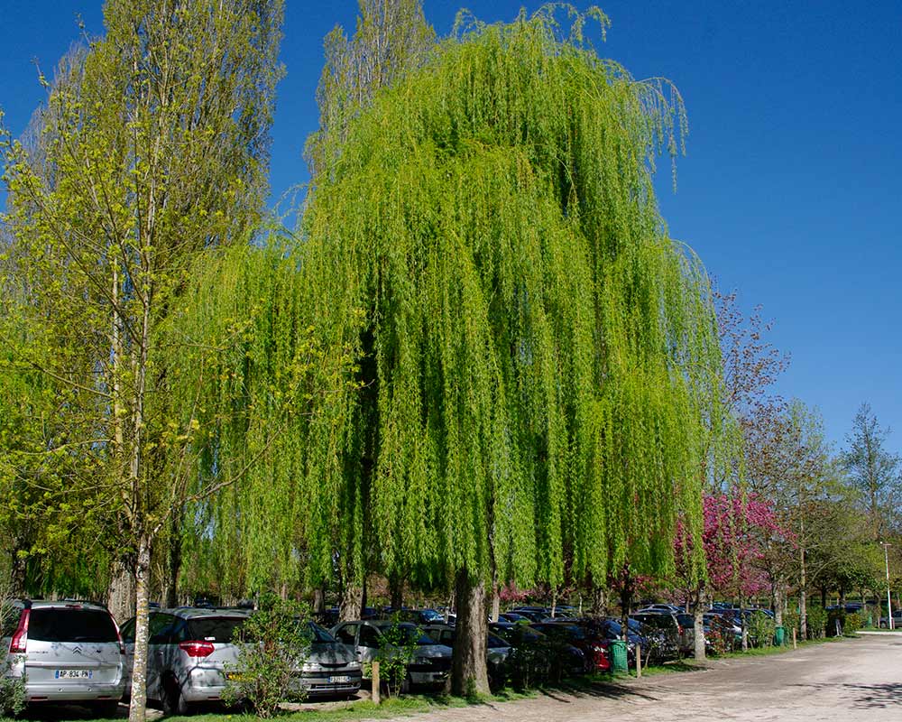 Salix babylonica - the weeping willow