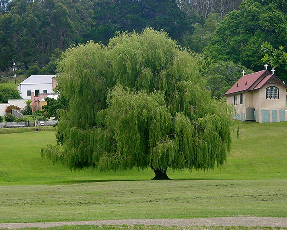 Salix babylonica - Weeping Willow as seen at Port Arthur, Tasmania.