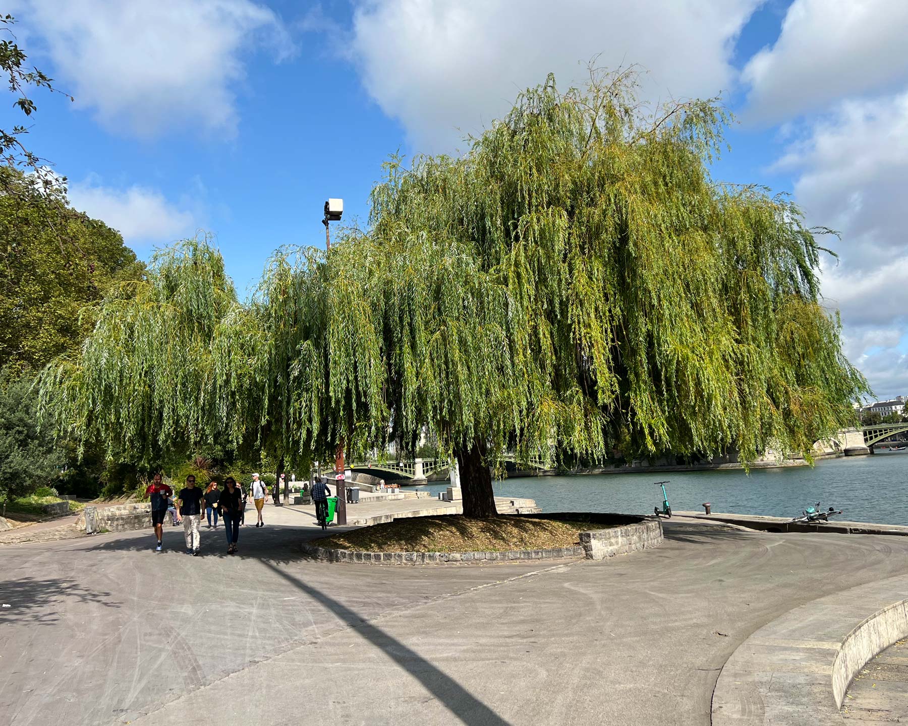 Salix babylonica - Weeping Willow on banks of River Seine in Paris