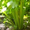 Celery - botanical name Apium graveolens