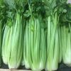 Apium graveolens, celery