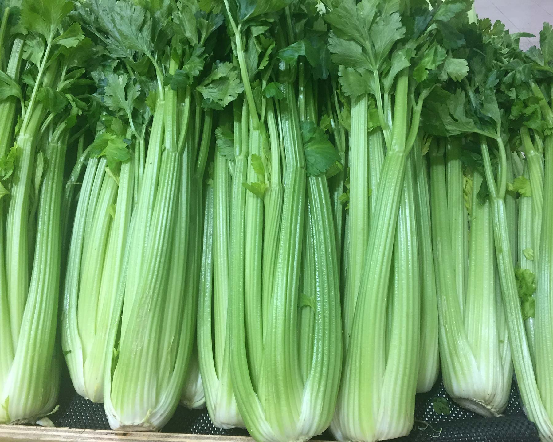 Apium graveolens, celery